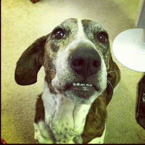 Meet your Posher, Shannon